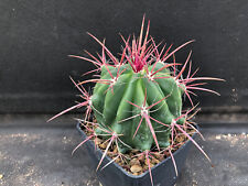 Ferocactus stainesii pringley usato  Massafra