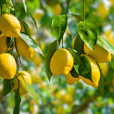 Citrus lemon tree for sale  Shipping to Ireland