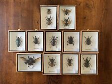 Real exotic insects for sale  CAMBRIDGE