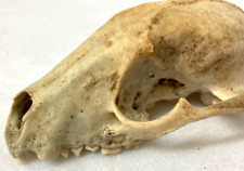 Raccoon skull several for sale  Little River