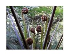 50x cyathea glauca for sale  Shipping to United Kingdom