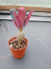 Euphorbia pachypodioides caude gebraucht kaufen  Coswig
