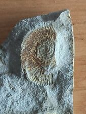 Ancienne empreinte ammonite d'occasion  Cuges-les-Pins
