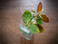 jasmine plant for sale  Ireland