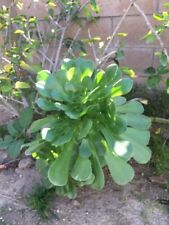 Aeonium arboreum green for sale  Colton