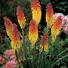 Used, Red Hot Poker- Kniphofia Uvaria- 50 Seeds- BOGO 50% off SALE for sale  Shipping to South Africa