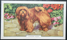 Lhassa apso vintage d'occasion  Expédié en Belgium