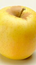 Pianta frutto mela usato  Altamura