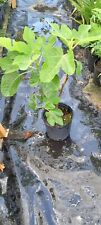 Fig tree gallon for sale  Fountain