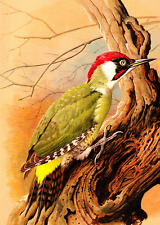 Green woodpecker. 1960 for sale  COLNE