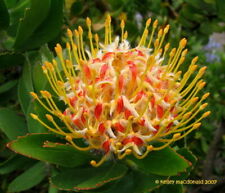 Leucospermum flower live for sale  Norwalk