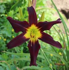 Daylily hemerocallis skylab for sale  KING'S LYNN