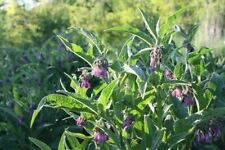 Comfrey roots organic for sale  COLCHESTER