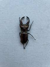 Lucanidae, Cyclommatus speciosus anepsius, Solomon Isl., very rare, 45+ mm, A1 for sale  Shipping to South Africa