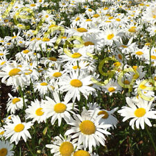 Margerite sommerblumen wiesen gebraucht kaufen  Homberg (Efze)