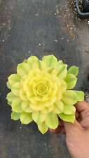 Aeonium sinya variegata for sale  Ireland