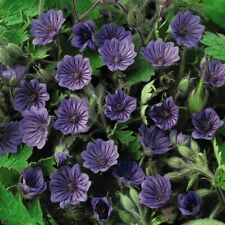 Geranium bohemicum orchid for sale  GREAT YARMOUTH