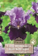 iris germanica for sale  Shipping to Ireland