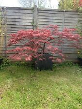 acer dissectum for sale  BOURNEMOUTH