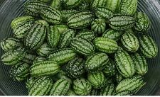 Vegetable cucamelon 60 for sale  WREXHAM