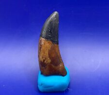 allosaurus tooth for sale  Nebo