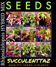 Rhipsalidopsis HYBRID MIX 12 x Seeds Schlumbergera Epiphyllum not ZYGO Cactus  for sale  Shipping to South Africa