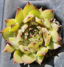 Sempervivum moby dick gebraucht kaufen  Selters