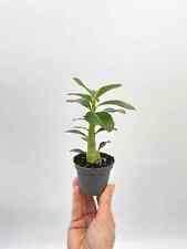 Adenium obesum 6cm for sale  LONDON