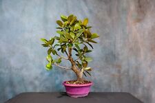 Rusty fig ficus for sale  North Fort Myers