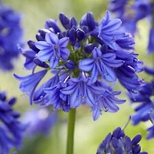 Agapanthus seeds blue for sale  HERTFORD