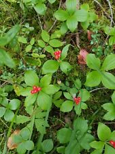 Bunchberry creeping dogwood for sale  Shipping to Ireland