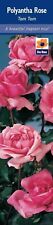 Ree garden rose for sale  SMETHWICK