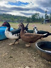 Muscovy duck hatching for sale  Greenwood