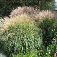 Chinese Silver Grass (Miscanthus Sinensis)- 25 seeds - BOGO 50% off SALE for sale  Shipping to South Africa