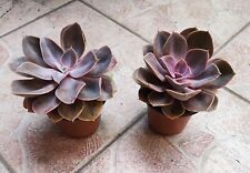 Piante vasi echeveria usato  Barcellona Pozzo Di Gotto