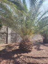 Fresh canary island for sale  North Las Vegas