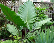 outdoor plants indoor for sale  Yucaipa