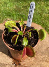 Dionaea muscipula south for sale  BASINGSTOKE