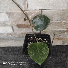 Hoya parasitica heart gebraucht kaufen  Friedrichsthal