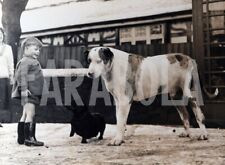 Vintage animali cani usato  Roma