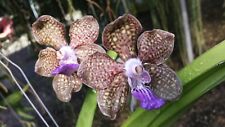 Orchid vanda papilionanda for sale  Bradenton