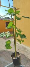 Erythrina variegata indica usato  Francavilla Fontana