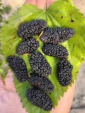 Shangri black mulberry for sale  Shipping to Ireland