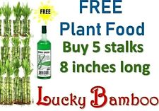 Lucky bamboo stalks for sale  Sugar Land