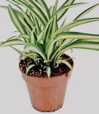 Spider plant chlorophytum for sale  WARWICK