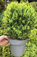 Buxus ball common for sale  PENZANCE