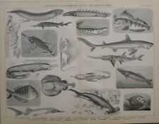 1886 print ichthyology for sale  YORK