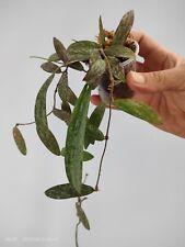Hoya sigillatis usato  Massa Di Somma