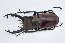 Used, Lucanus dybowskyi taiwanus, A1-, 65mm, #LL37 for sale  Shipping to South Africa