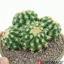 Echinocactus grusonii potø17 usato  Cortona